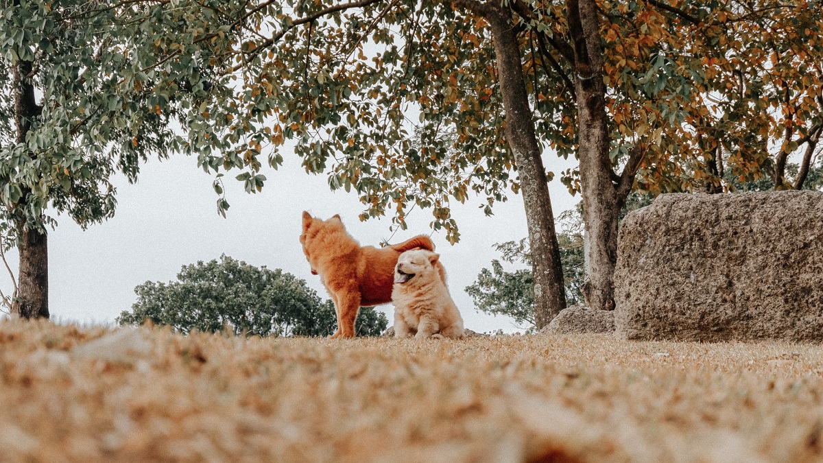 Some Major Details About The Mini Chow Chow