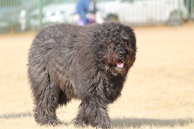 Most Popular Dog Breeds From Belgium